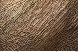 elephant skin 0005